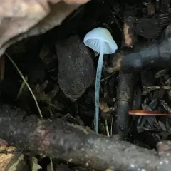 Black-stalked Marasmius thumbnail 1
