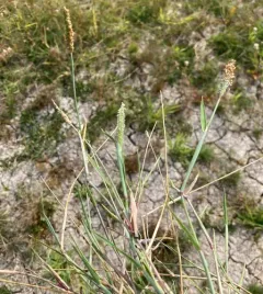 Marsh foxtail thumbnail 3
