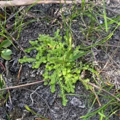 hidden spikemoss thumbnail 3