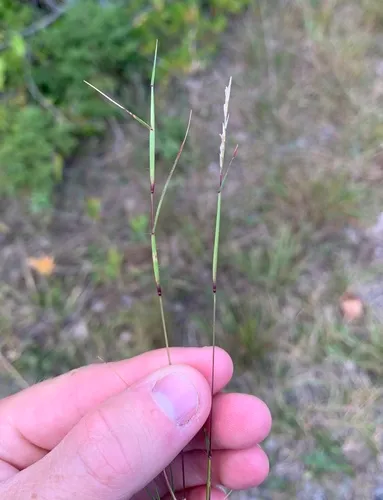 poverty dropseed