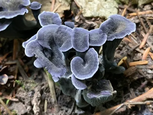 Maggie's Blue Chanterelle
