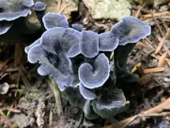 Maggie's Blue Chanterelle thumbnail 1