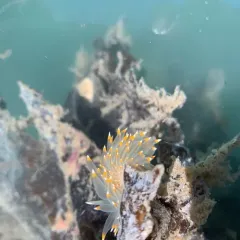 White-and-orange-tipped Nudibranch thumbnail 3