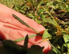 foxtail prickle grass thumbnail 2