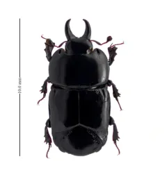 Hololepta aequalis thumbnail 2