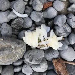 Opalescent Inshore Squid thumbnail 1