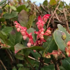 salal thumbnail 3