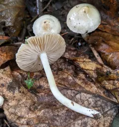 White Fibrecap thumbnail 1