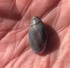 Purple Olive Snail thumbnail 2