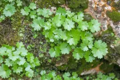 Hapeman's Coolwort thumbnail 2