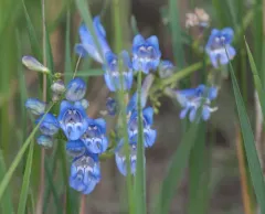 Sawsepal Beardtongue thumbnail 2