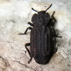 Phellopsis porcata thumbnail 3