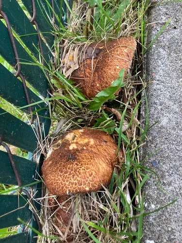 Stropharia kauffmanii
