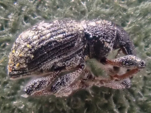 Duckweed Weevil