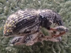 Duckweed Weevil thumbnail 1