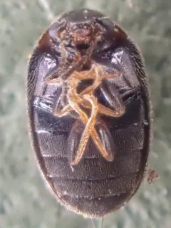 Contacyphon pusillus thumbnail 2