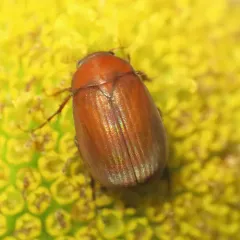 Asiatic Garden Beetle thumbnail 3