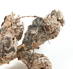Pogonocherus penicillatus thumbnail 2