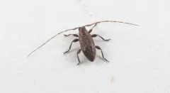 Sternidius misellus thumbnail 3