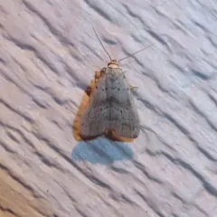 Broken-lined Hypenodes Moth thumbnail 3