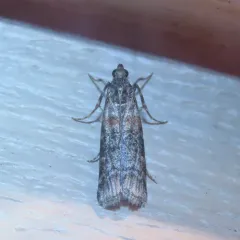 Zimmerman Pine Moth thumbnail 2