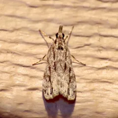 Striped Eudonia Moth thumbnail 4