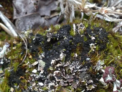 Crushed Onyx Lichen