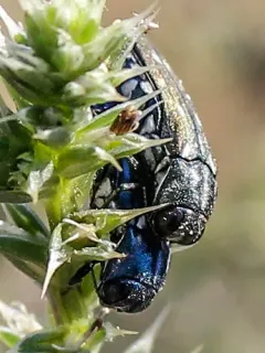 Agrilus walsinghami thumbnail 3
