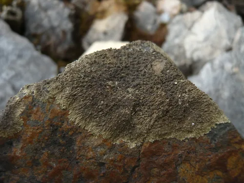 Eyed Brownette Lichen