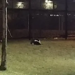 Striped Skunk thumbnail 2
