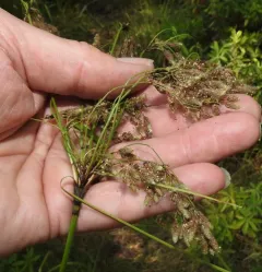 Black-girdle Bulrush thumbnail 2
