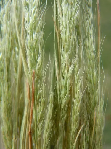 Dense Silky-bent