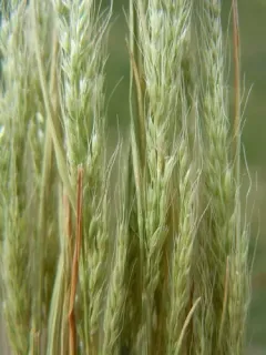 Dense Silky-bent thumbnail 1
