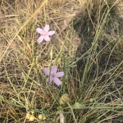 rush skeletonplant thumbnail 4