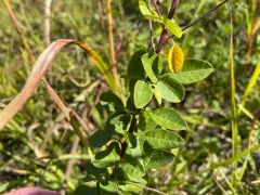 Little-leaf Tick-clover thumbnail 3