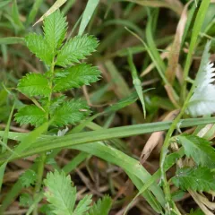 Pacific silverweed thumbnail 4