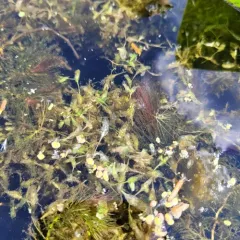 Ivy-leaved Duckweed thumbnail 3