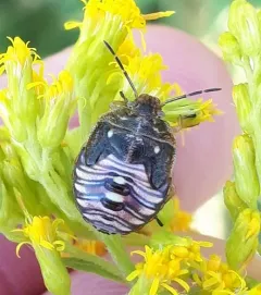Red-shouldered Stink Bug thumbnail 2