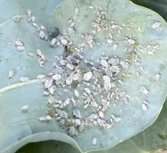 Cabbage Aphid thumbnail 2