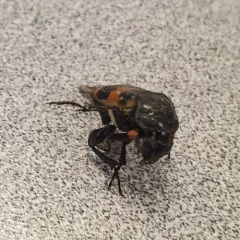 Yellow-bellied Burying Beetle thumbnail 2
