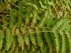 Uredinopsis osmundae thumbnail 3