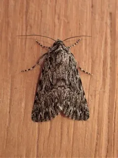 Sympistis poliochroa thumbnail 4