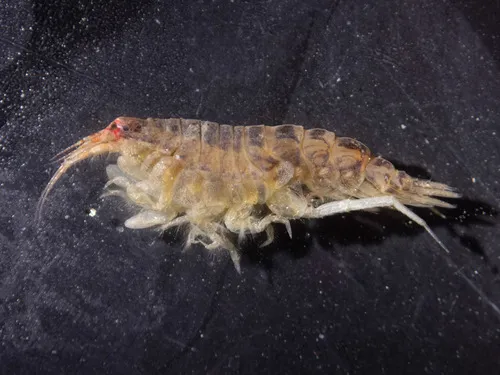 Oediceros saginatus