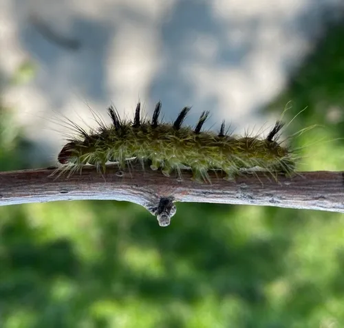 Hackberry Dagger