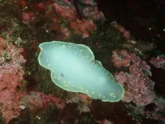 Sylvia Earle's Cadlina thumbnail 1
