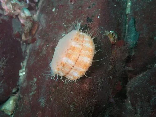 Smooth Scallop Sponge