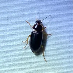 Notiobia terminata thumbnail 2