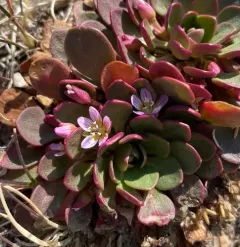 alpine springbeauty thumbnail 2