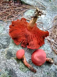 Cortinarius harrisonii thumbnail 3