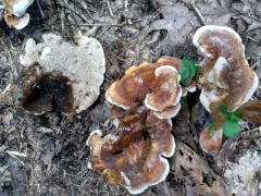Hydnellum piperatum thumbnail 3